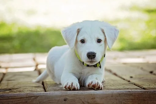 Picture of Cute Puppy